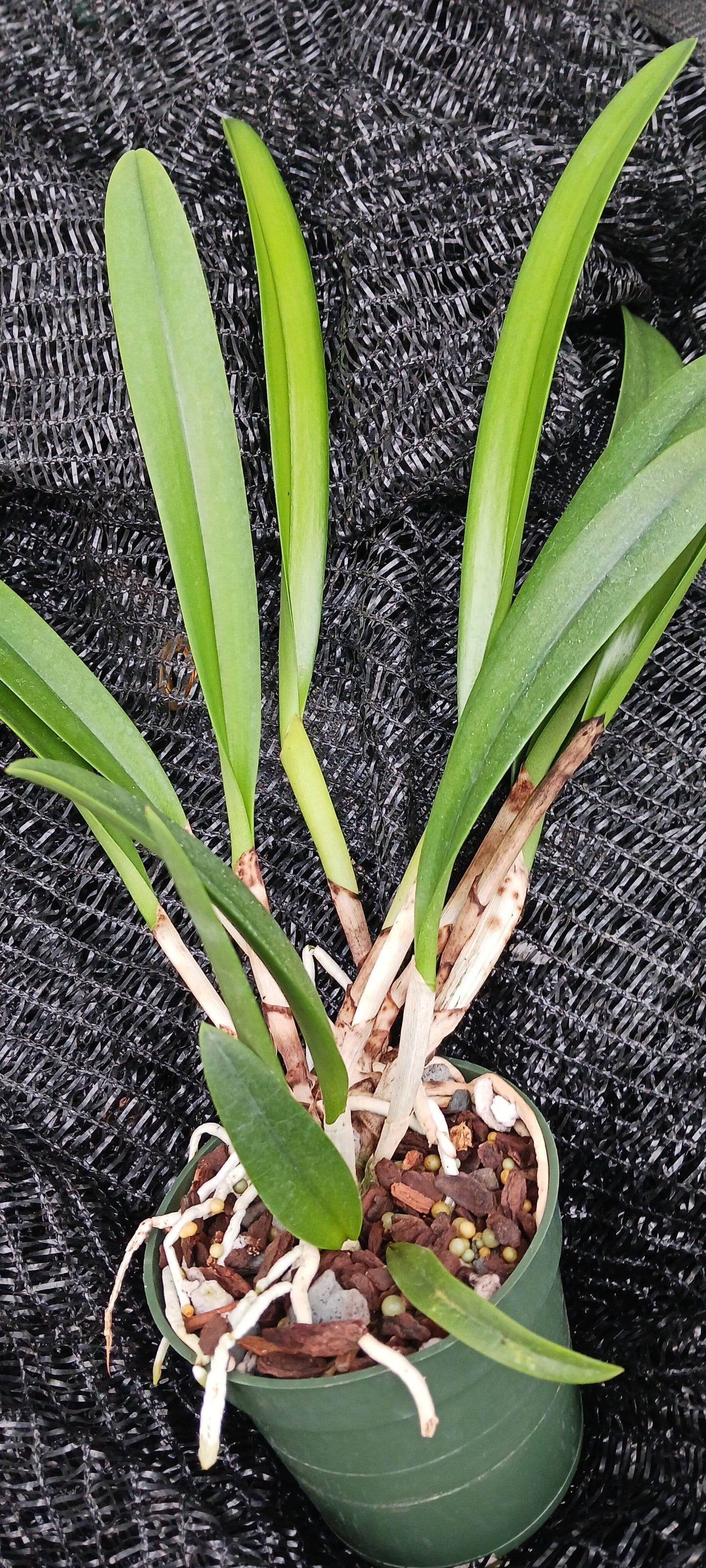 Cattleya Rlc Donna Kimura x B nodosa in 4 inch pot Bulk Wholesale Pack