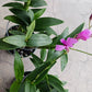 Orchid Dendrobium Zechia Lynn various sizes