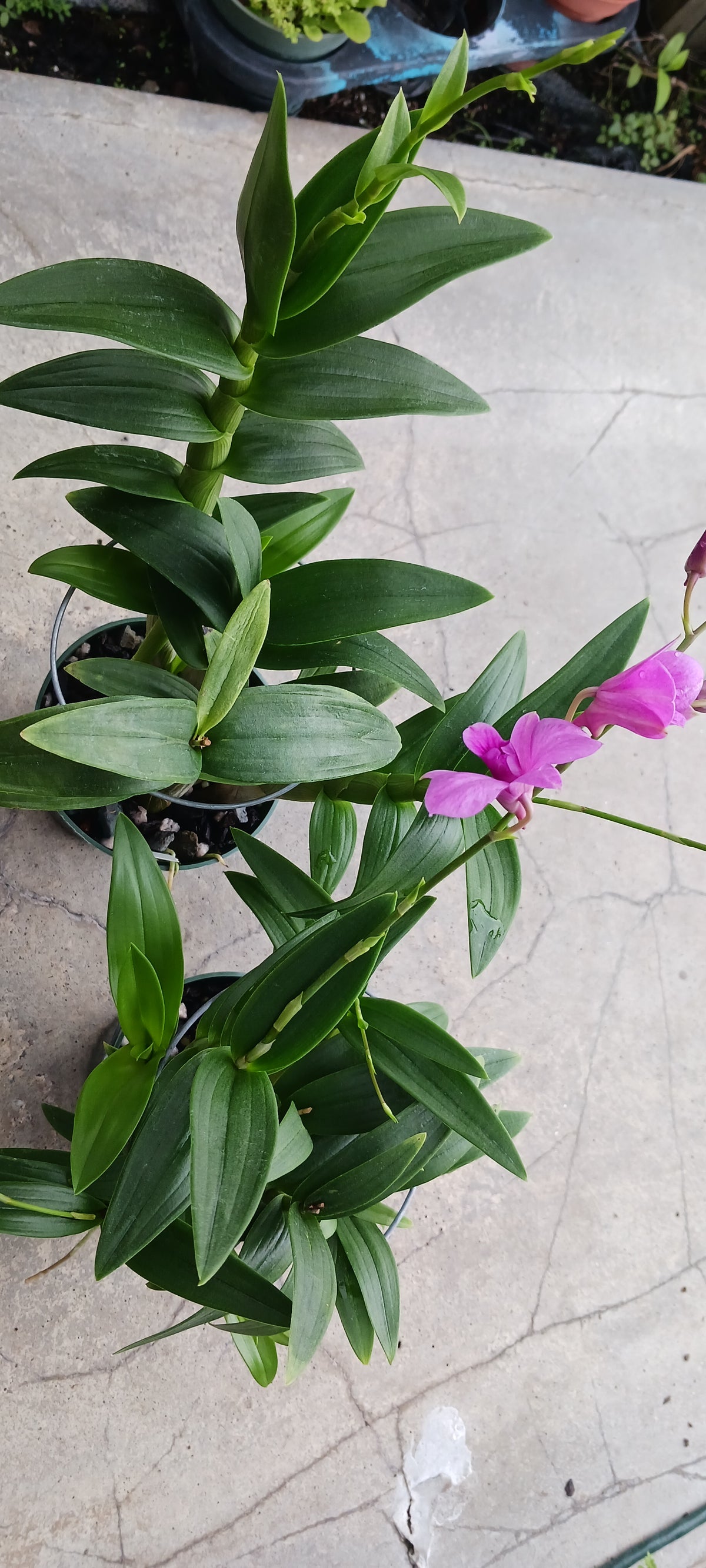 Orchid Dendrobium Zechia Lynn various sizes