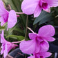 Orchid Dendrobium Zechia Lynn various sizes