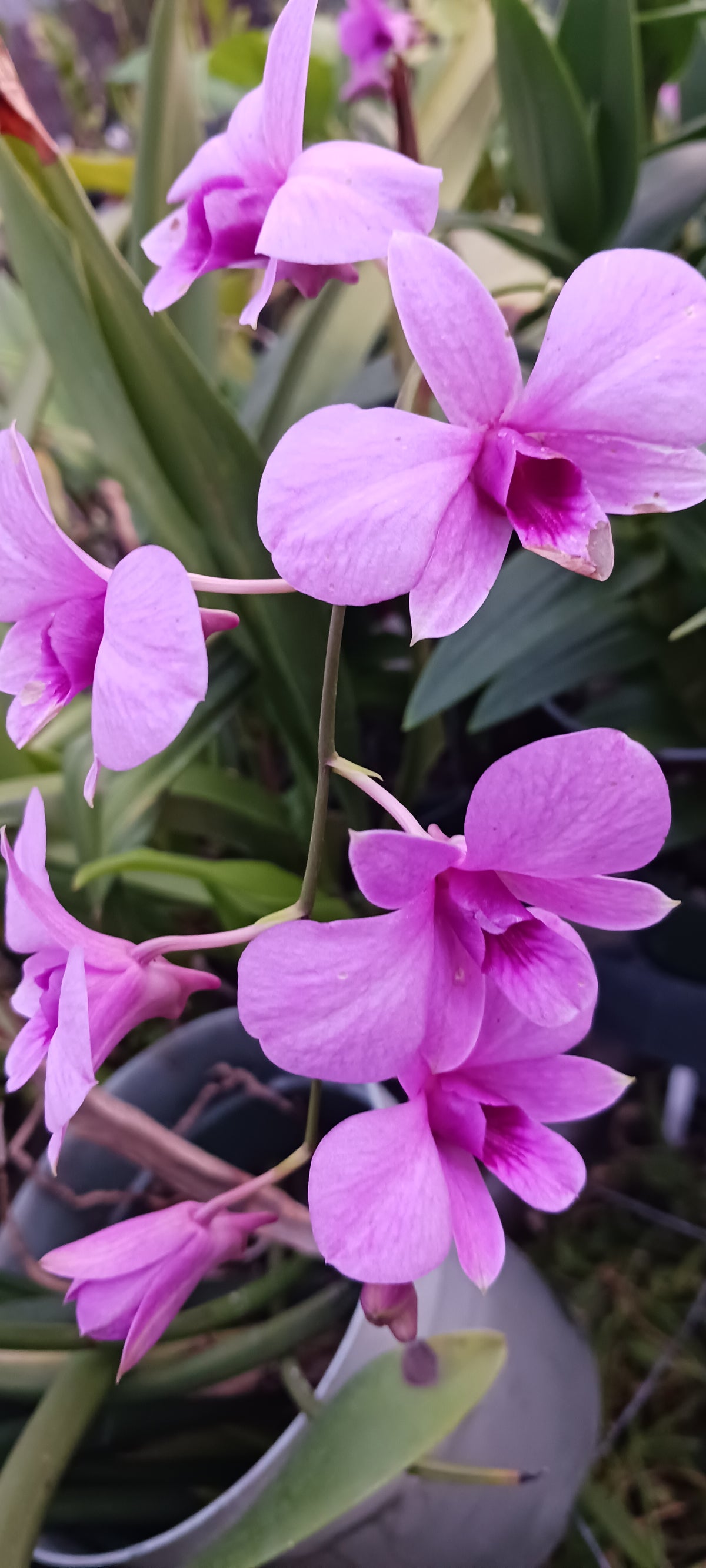 Orchid Dendrobium Zechia Lynn various sizes