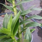 Orchid Dendrobium Zechia Lynn various sizes