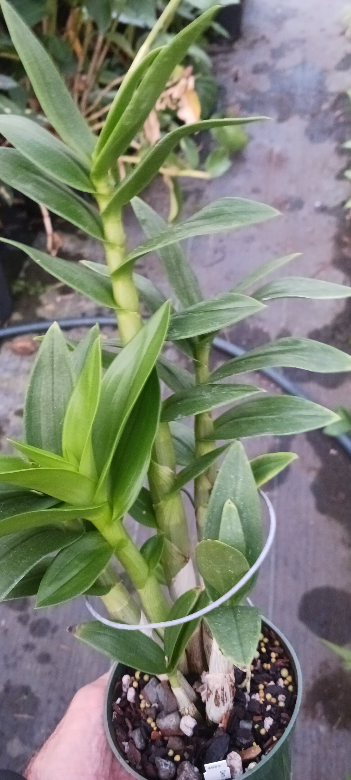 Orchid Dendrobium Zechia Lynn various sizes