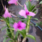 Orchid Dendrobium Zechia Lynn various sizes
