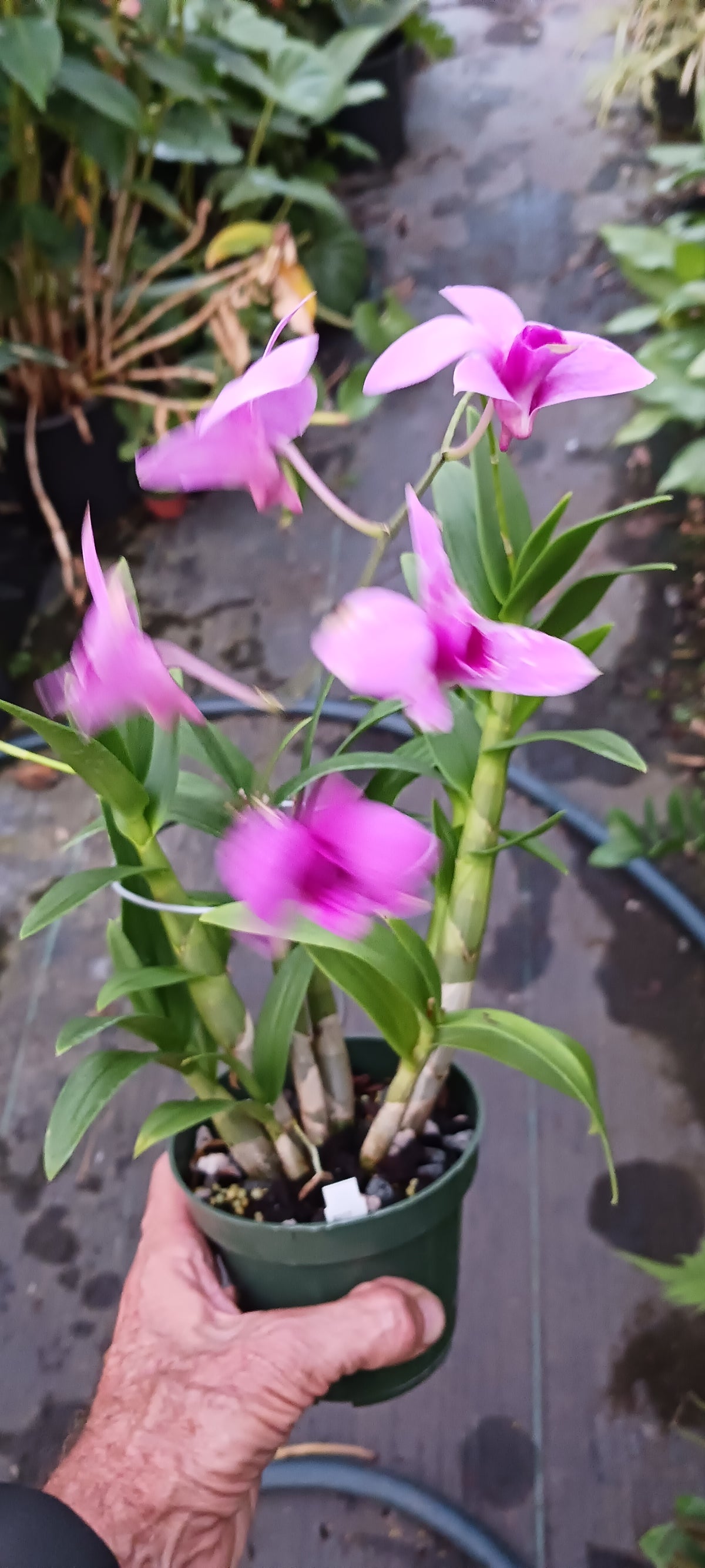 Orchid Dendrobium Zechia Lynn various sizes