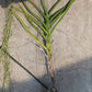 Price Reduced Orchid Vanda Udom Delight Actual Plant