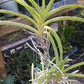 Price Rduced Vanda Yellow Butterfly Actual Plant in Spike
