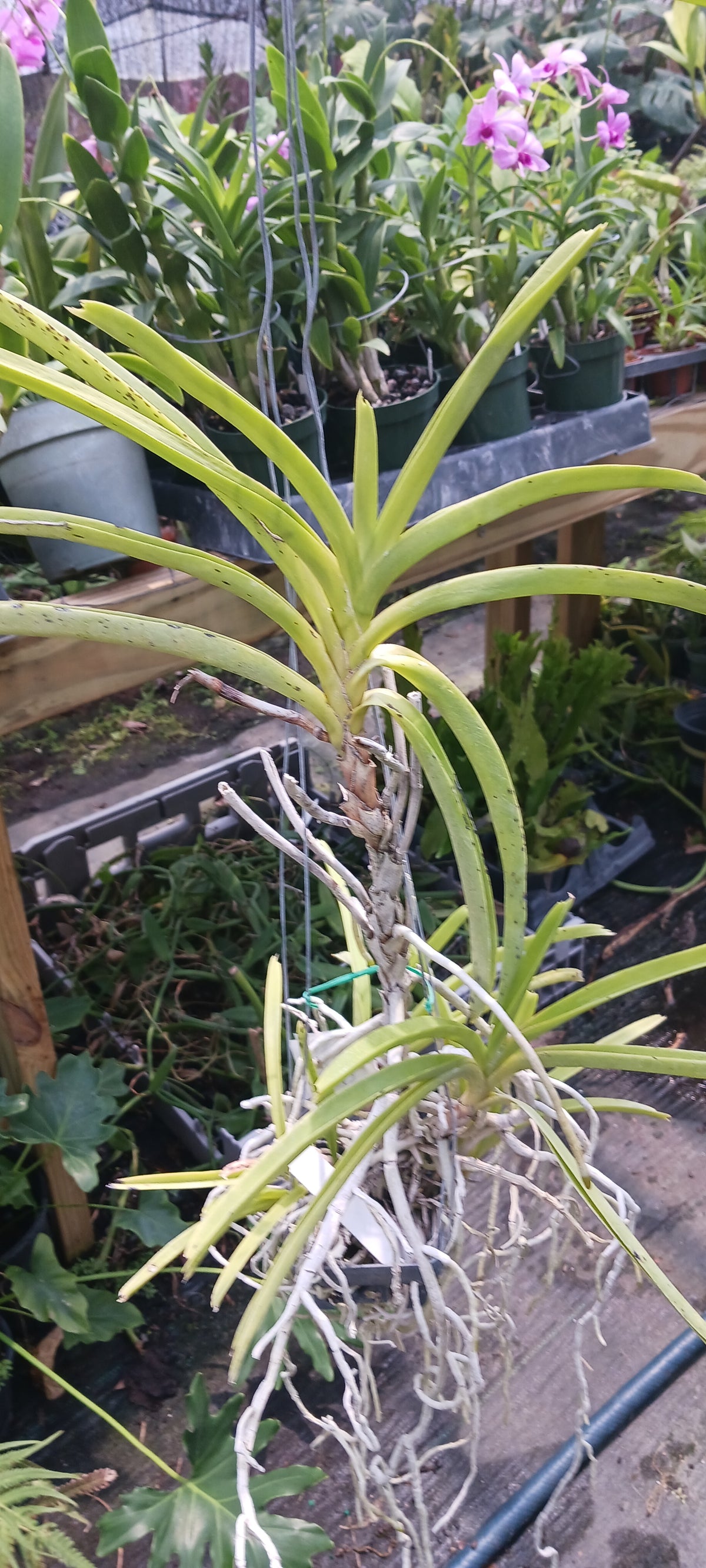 Price Rduced Vanda Yellow Butterfly Actual Plant in Spike