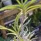 Price Rduced Vanda Yellow Butterfly Actual Plant in Spike