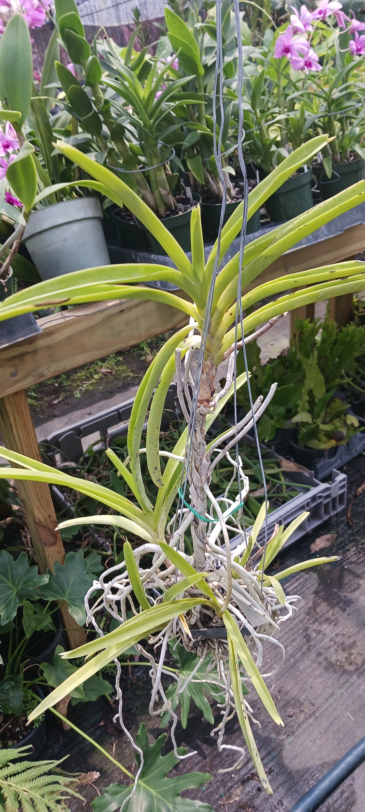 Price Rduced Vanda Yellow Butterfly Actual Plant in Spike