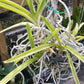 Price Rduced Vanda Yellow Butterfly Actual Plant in Spike