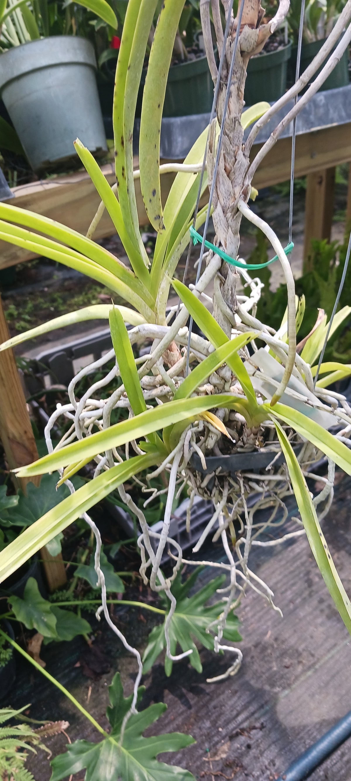Price Rduced Vanda Yellow Butterfly Actual Plant in Spike
