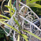 Price Rduced Vanda Yellow Butterfly Actual Plant in Spike