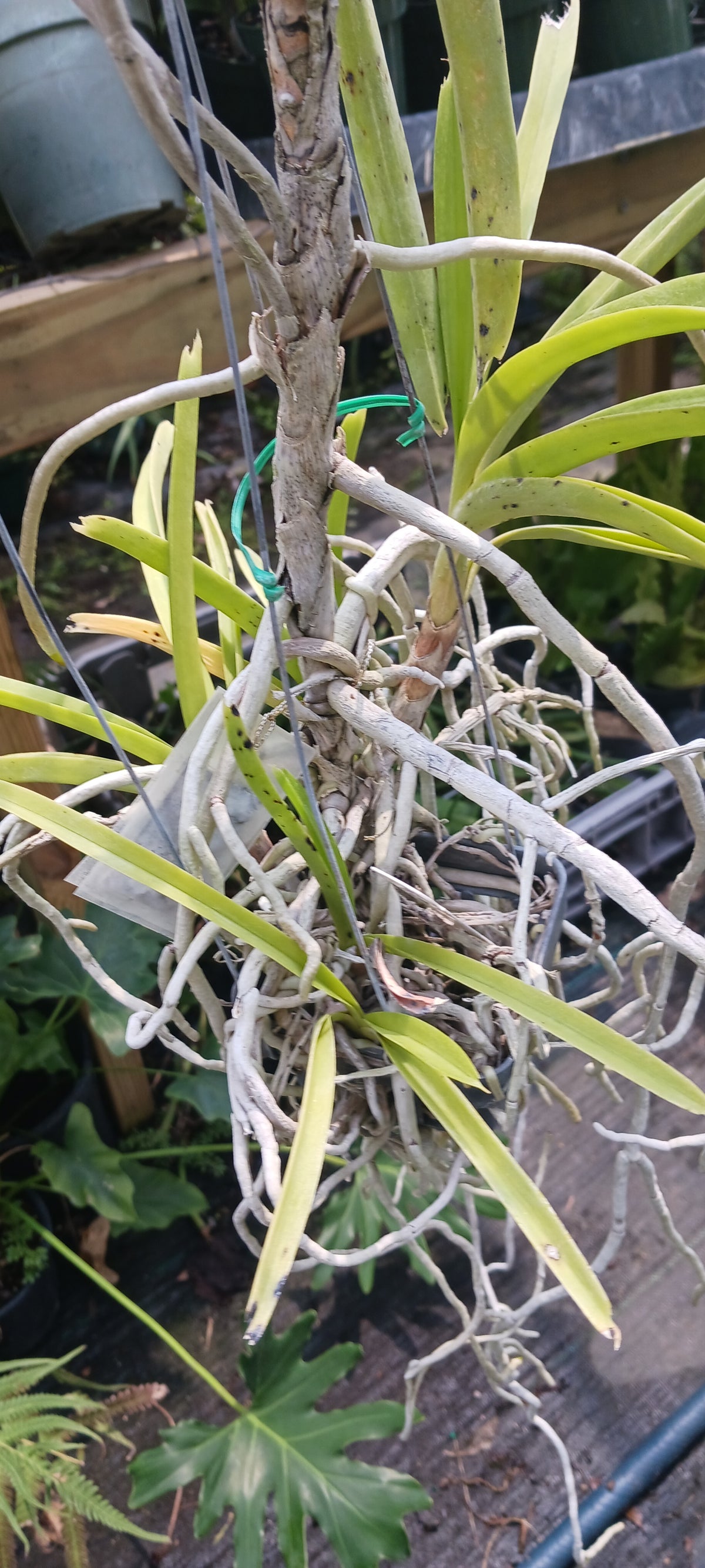 Price Rduced Vanda Yellow Butterfly Actual Plant in Spike