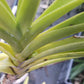 Price Rduced Vanda Yellow Butterfly Actual Plant in Spike
