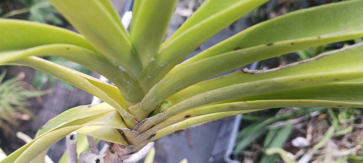 Price Rduced Vanda Yellow Butterfly Actual Plant in Spike