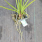 Price Reduced Orchid Vanda Udom Delight Actual Plant
