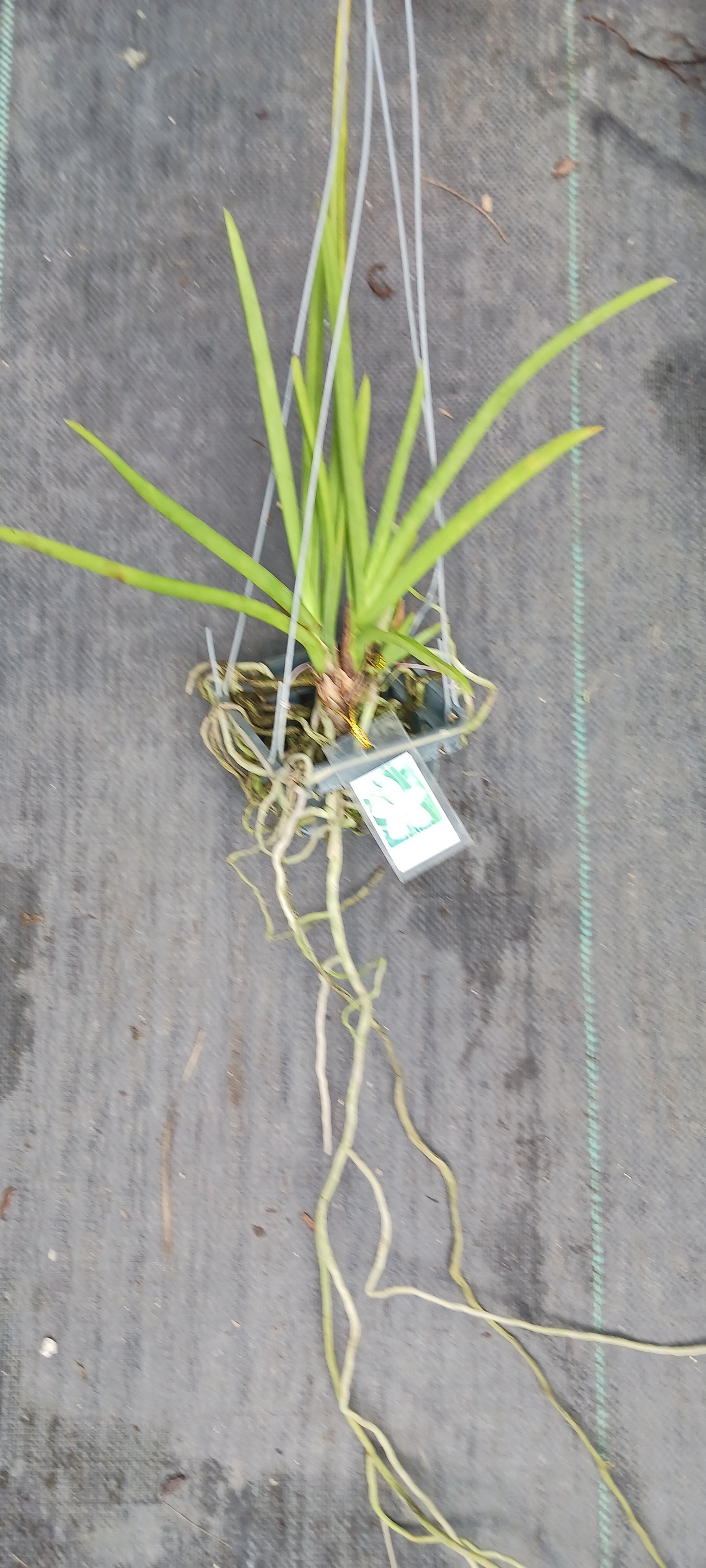 Price Reduced Orchid Vanda Udom Delight Actual Plant