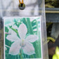 Price Reduced Orchid Vanda Udom Delight Actual Plant