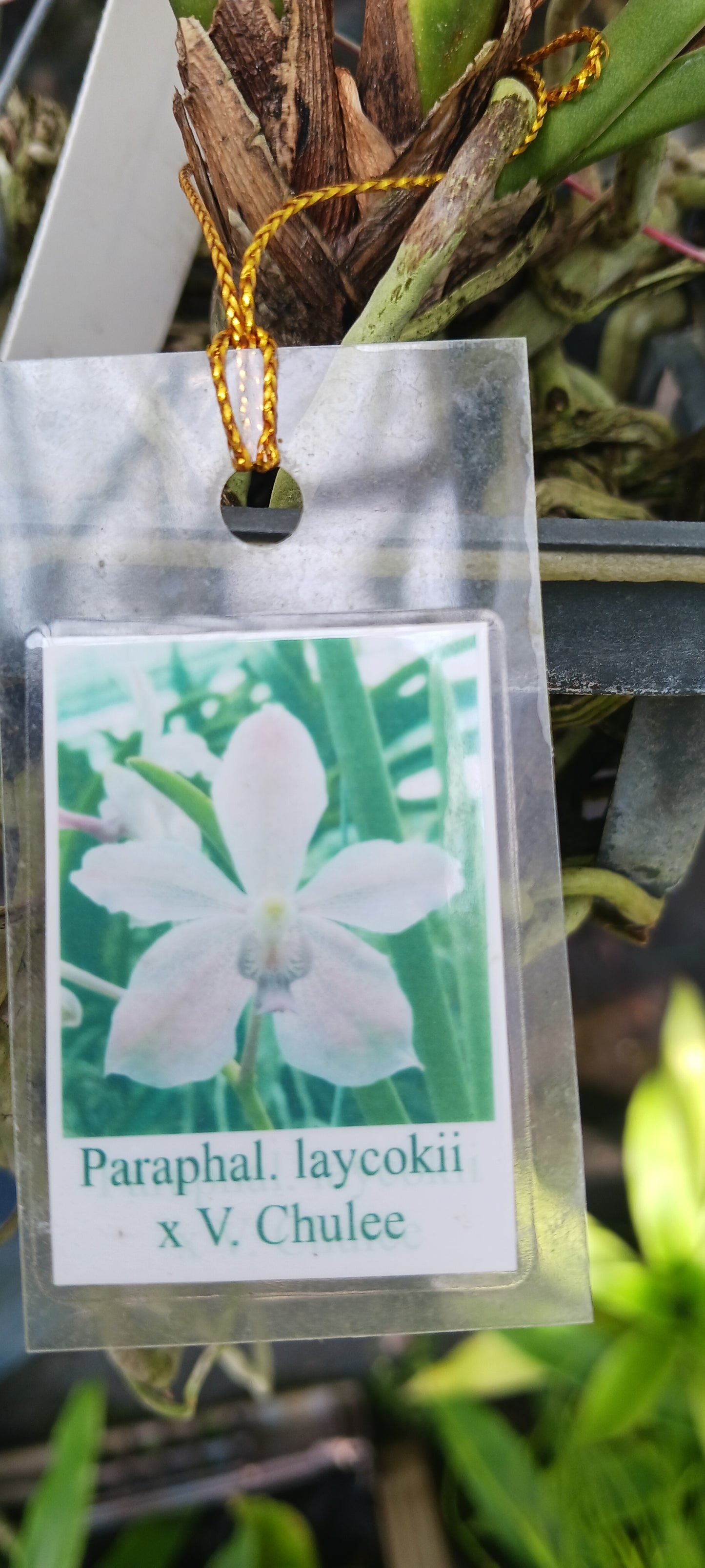 Price Reduced Orchid Vanda Udom Delight Actual Plant
