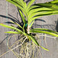 Price Reduced Vanda Manila Tropical Hanging Plants V sanderiana x luzonica hybrid Actual Plant