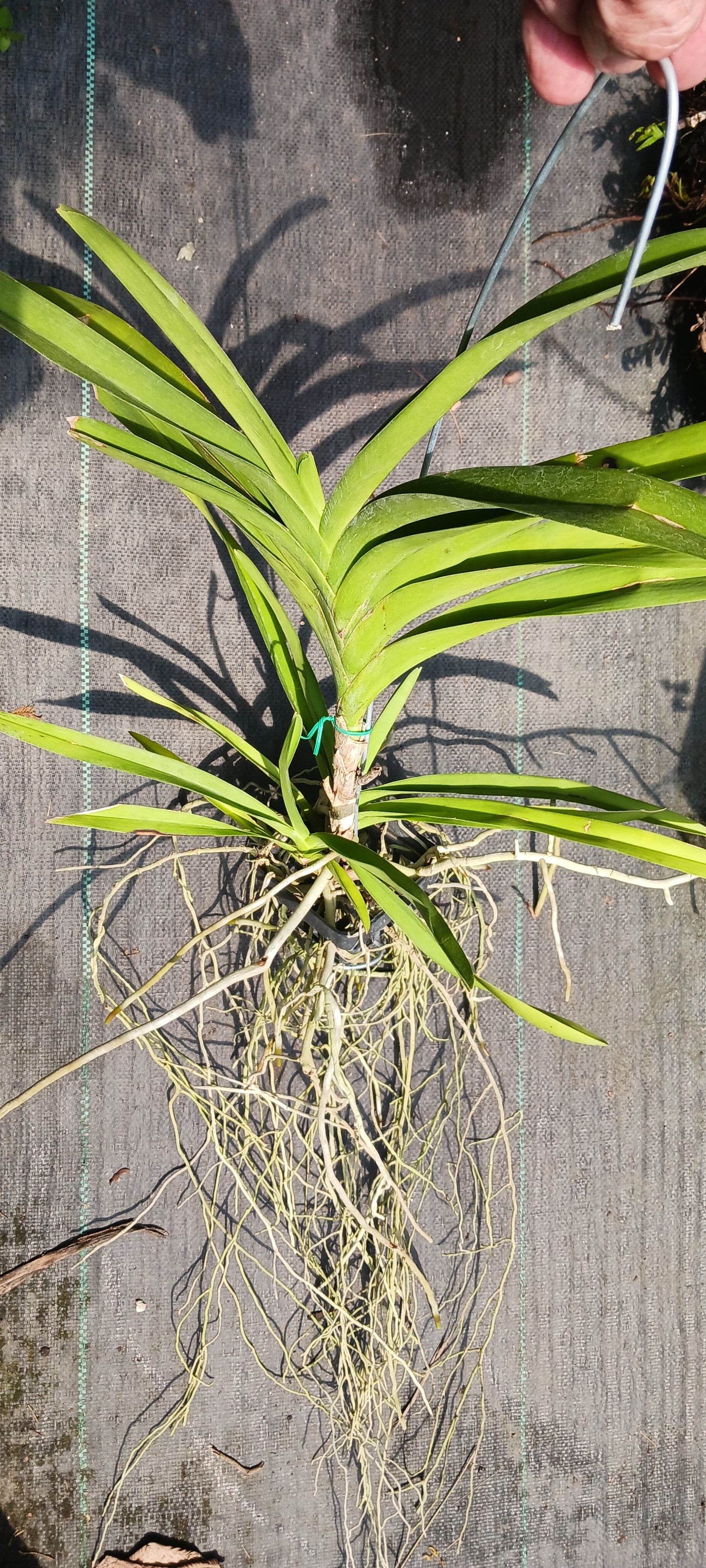 Price Reduced Vanda Manila Tropical Hanging Plants V sanderiana x luzonica hybrid Actual Plant