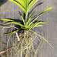 Price Reduced Vanda Manila Tropical Hanging Plants V sanderiana x luzonica hybrid Actual Plant