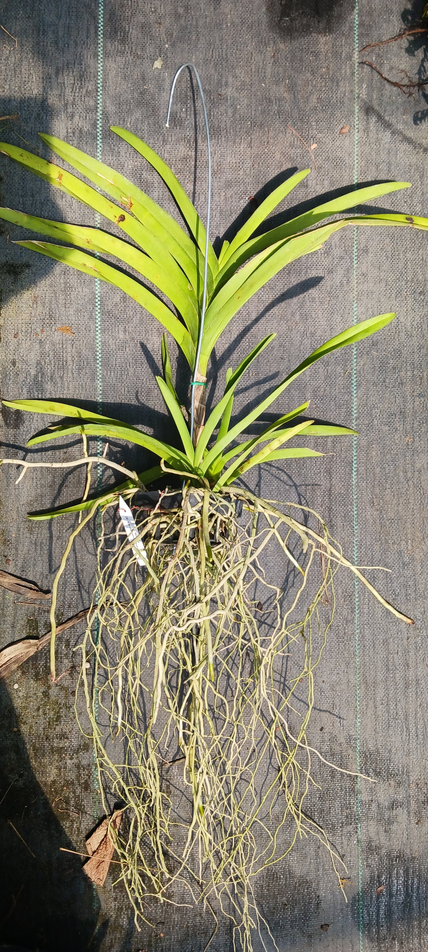 Price Reduced Vanda Manila Tropical Hanging Plants V sanderiana x luzonica hybrid Actual Plant