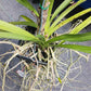 Price Reduced Vanda Manila Tropical Hanging Plants V sanderiana x luzonica hybrid Actual Plant