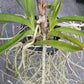 Price Reduced Vanda Manila Tropical Hanging Plants V sanderiana x luzonica hybrid Actual Plant