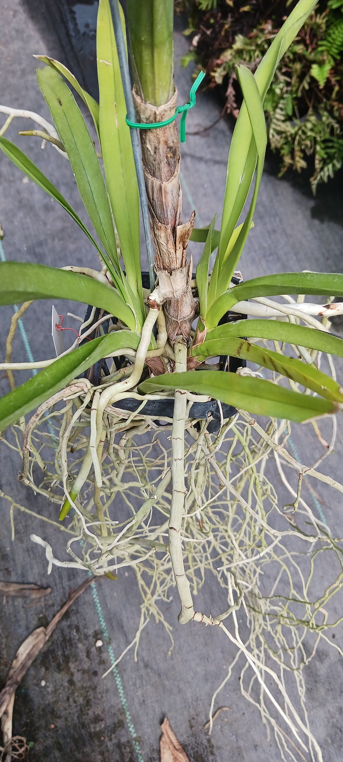 Price Reduced Vanda Manila Tropical Hanging Plants V sanderiana x luzonica hybrid Actual Plant