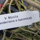 Price Reduced Vanda Manila Tropical Hanging Plants V sanderiana x luzonica hybrid Actual Plant