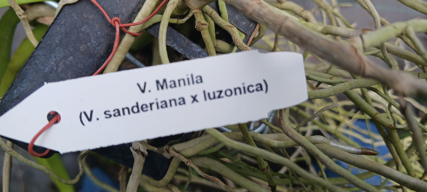 Price Reduced Vanda Manila Tropical Hanging Plants V sanderiana x luzonica hybrid Actual Plant