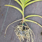 Price Reduced Orchid Vanda Haad Song Khia x Red Devil Actual Plant