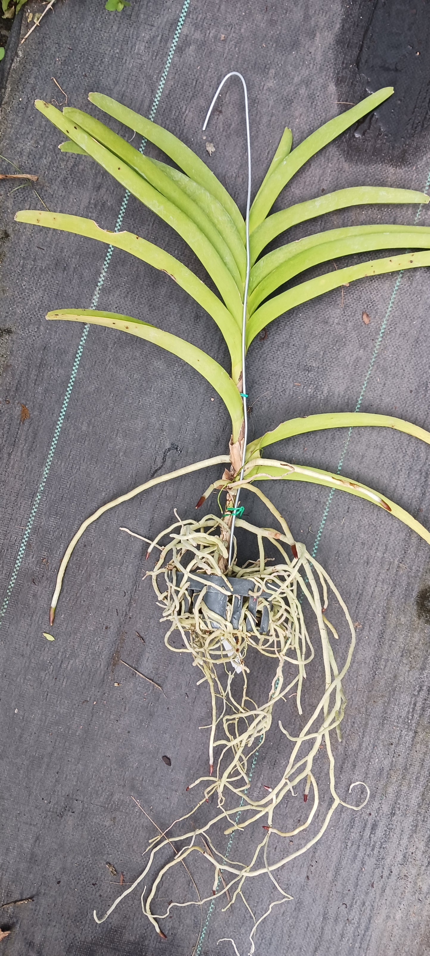 Price Reduced Orchid Vanda Haad Song Khia x Red Devil Actual Plant