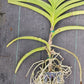 Price Reduced Orchid Vanda Haad Song Khia x Red Devil Actual Plant