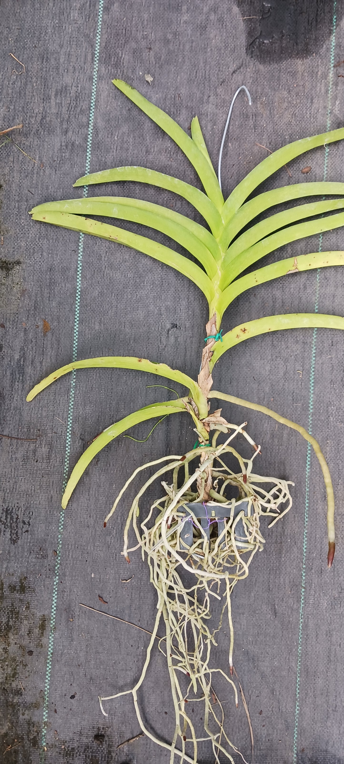 Price Reduced Orchid Vanda Haad Song Khia x Red Devil Actual Plant
