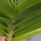 Price Reduced Orchid Vanda Haad Song Khia x Red Devil Actual Plant
