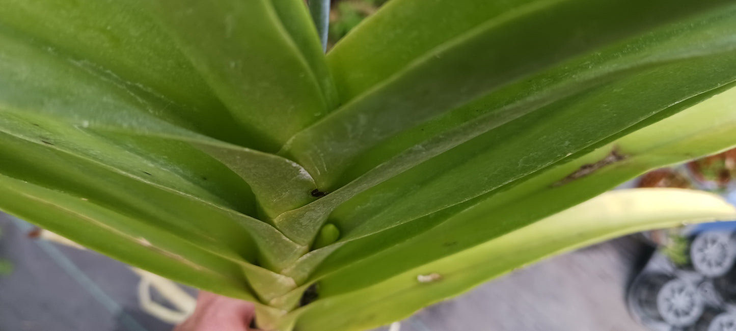 Price Reduced Orchid Vanda Haad Song Khia x Red Devil Actual Plant