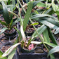 Orchids at Wholesale Walker Order Various Cattleya Alliance