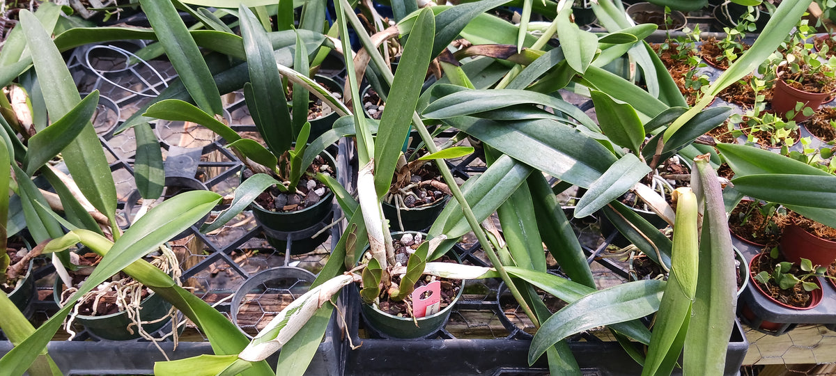 Orchids at Wholesale Walker Order Various Cattleya Alliance