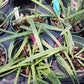Orchids at Wholesale Walker Order Various Cattleya Alliance