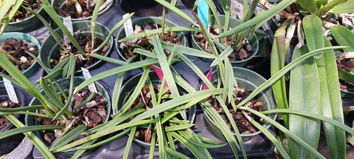 Orchids at Wholesale Walker Order Various Cattleya Alliance