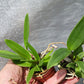 Orchids at Wholesale Walker Order Various Cattleya Alliance