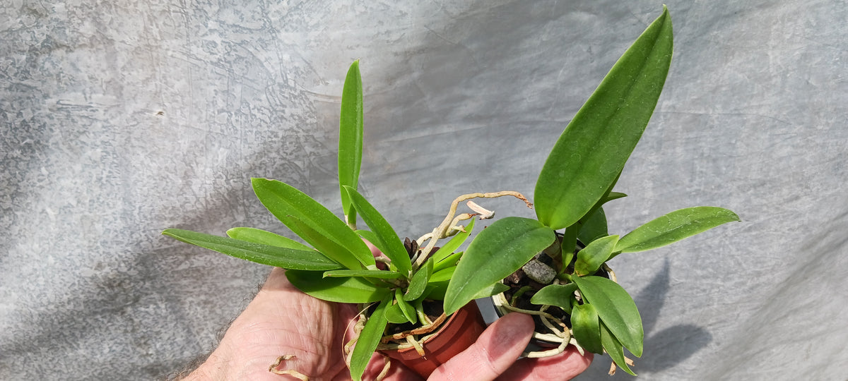 Orchids at Wholesale Walker Order Various Cattleya Alliance