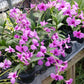 Orchid Dendrobium Zechia Lynn various sizes