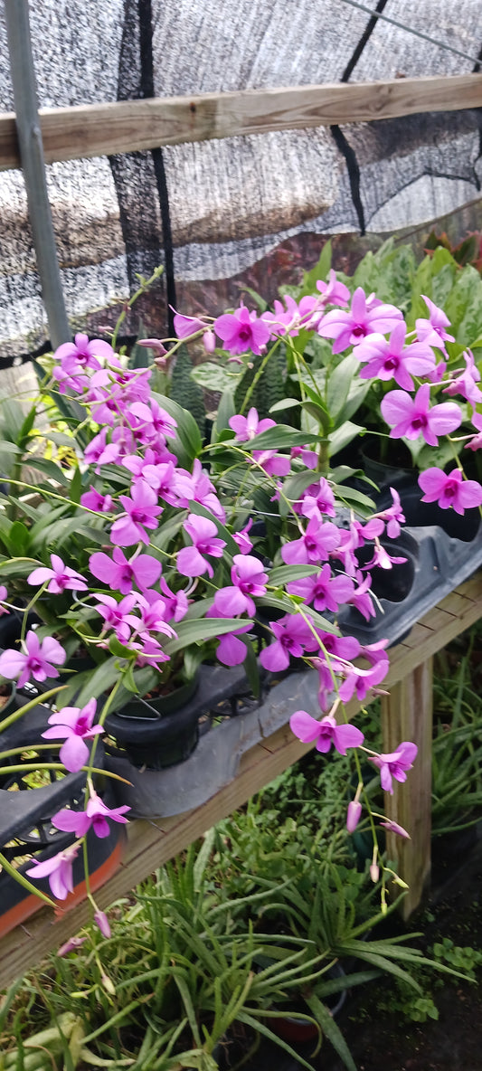 Orchid Dendrobium Zechia Lynn various sizes