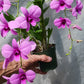 Orchid Dendrobium Zechia Lynn various sizes