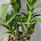 Orchid Dendrobium Zechia Lynn various sizes