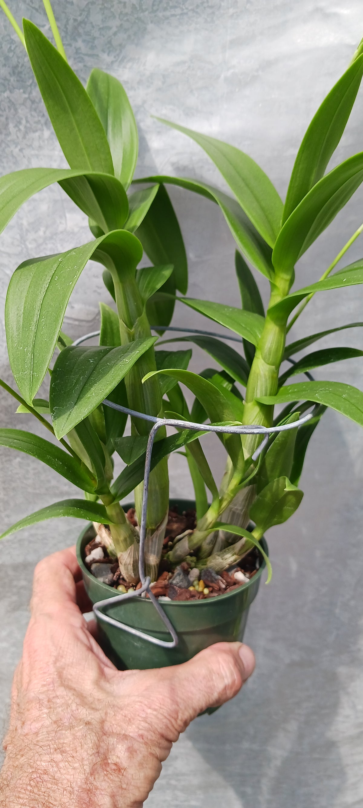 Orchid Dendrobium Zechia Lynn various sizes